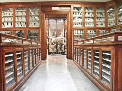 Modena, Museo Universitario di Zoologia e Anatomia Comparata