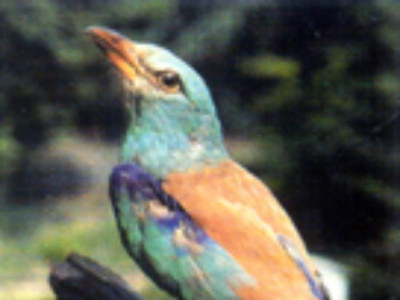 Sassuolo, Collezione Ornitologica Andrea Fiori