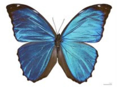 Taranto, Museo di storia naturale "Bios Taras"