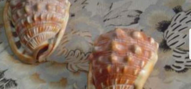 Museo paleontologico e archeologico "Virginio Caccia"