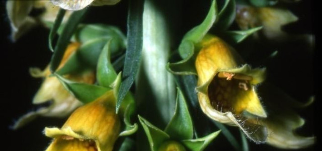 Orto botanico sperimentale G. E. Ghirardi