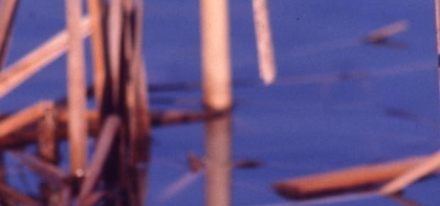 Parco fluviale del Po e dell'Orba - sale didattiche naturalistiche