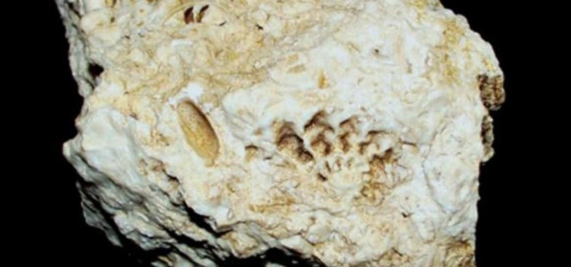 Museo del fossile del Monte Baldo - Collezione Osvaldo Giovanazzi