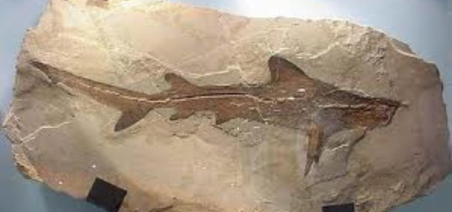 Museo civico etnografico di Bosco Chiesanuova