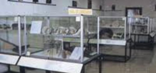Museo paleontologico di Sona