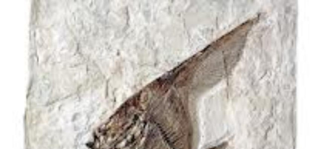 Museo dei fossili di Bolca