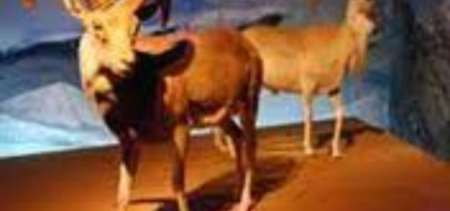 Sezione zoologica Mondo animale