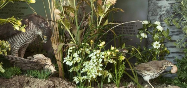 Museo naturalistico del Parco dello Stirone