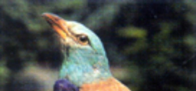 Collezione ornitologica Andrea Fiori