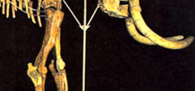 Museo della Venere e dell'elefante