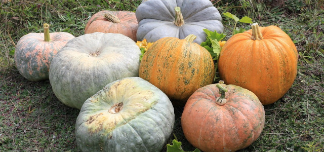 Verde e rugosa, la zucca marina di Chioggia
