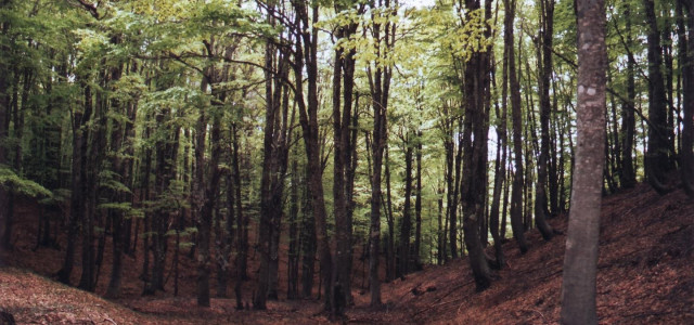 Weekend tra i boschi di Camigliatello Silano