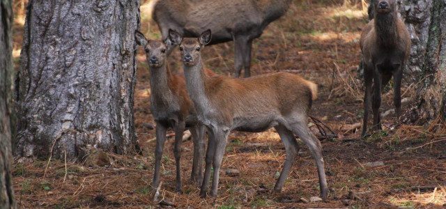 Riserva e Centro di Ambientamento "Golia Corvo"