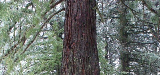 Parco Lardone (Foresta di Sequoie)