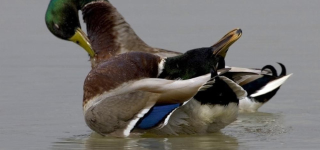 Museo dell'istituto nazionale fauna selvatica