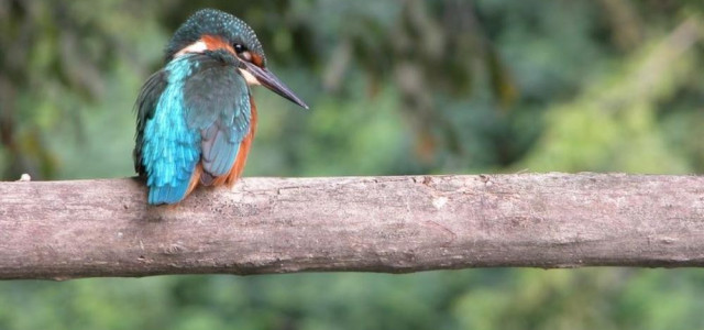 Ecomuseo: Museo delle Valli di Argenta