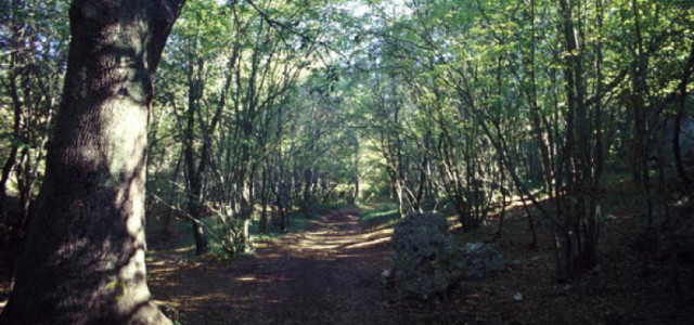 Riserva Naturale Regionale Bosco delle Pianelle