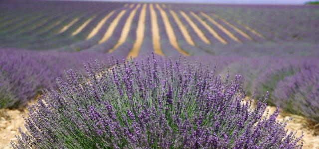 Weekend a Campotenese, nella Provenza d’Italia
