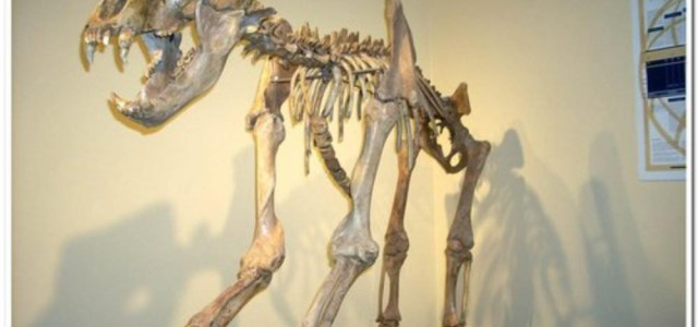 Museo di storia naturale di Gagliole