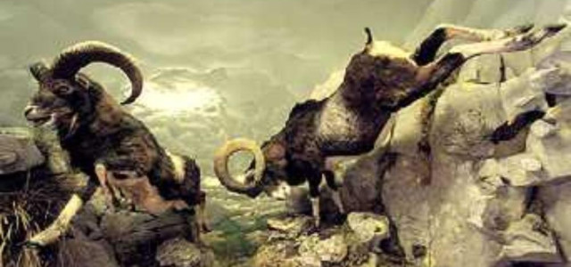 Museo naturalistico del centro visitatori dell'Orecchiella