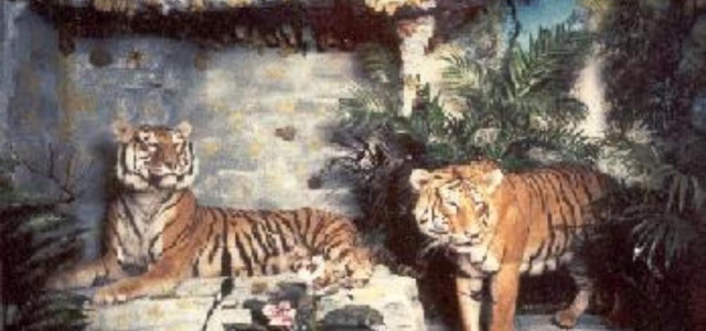 Musei di Villa Baciocchi - Museo zoologico e centro di documentazione archeologica della Valdera