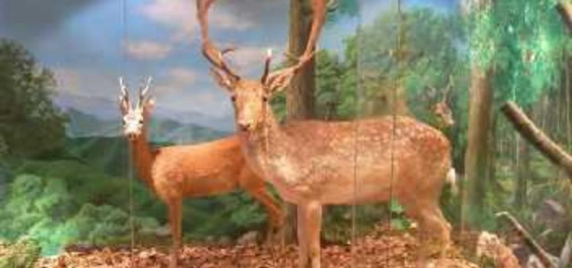 Museo forestale "Carlo Siemoni"