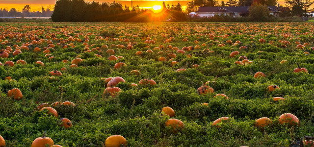 Zucca di Halloween: storia di halloween e ricette con zucca