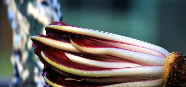 Radicchio rosso di Treviso: re della cucina trevigiana
