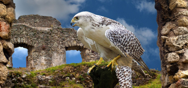 Il Teatro dell'Aria: spettacoli di falconeria a Gradara