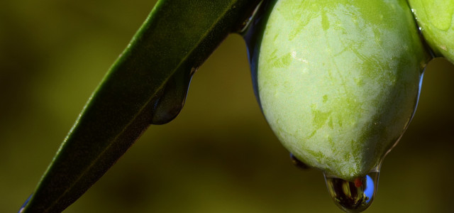 Olio Capitale 2019: la fiera dell'olio d'oliva a Trieste