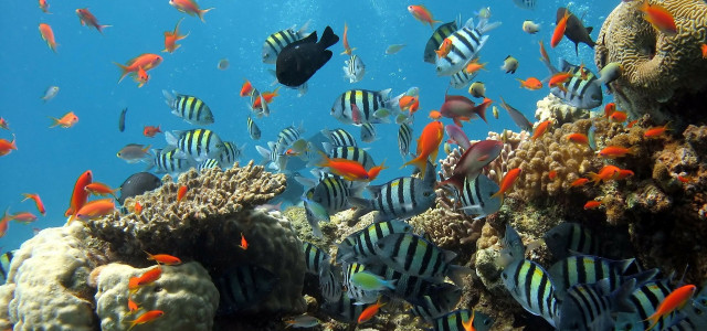 SEA LIFE Aquarium