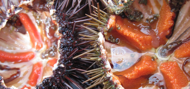 Cosa mangiare ad Alghero? Ecco i piatti tipici da provare 