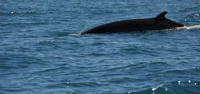 Alla scoperta dei cetacei nel meraviglioso mare di Sanremo