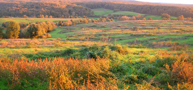 Riserva Naturale Regionale Selva del Lamone