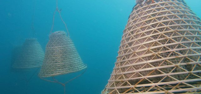 Isola d’Elba, il vino si produce con l’antico metodo dei greci 
