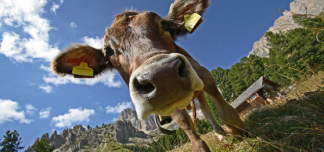 Strada dei Formaggi delle Dolomiti: gli appuntamenti estivi