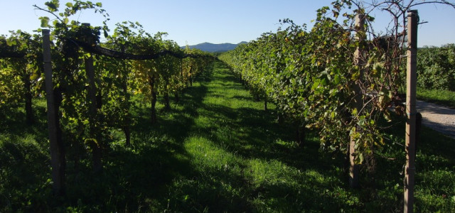 Colline del Prosecco