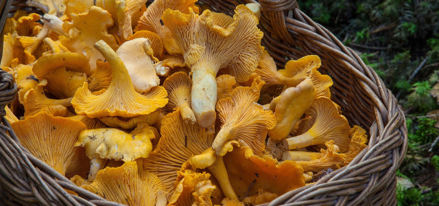 Sul Lago Maggiore e Valli l’Autunno è Gastronomico
