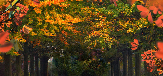 Dove vedere il foliage in Italia: tutti i colori dell'autunno