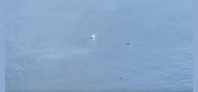 Le orche arrivano all'Isola d'Elba