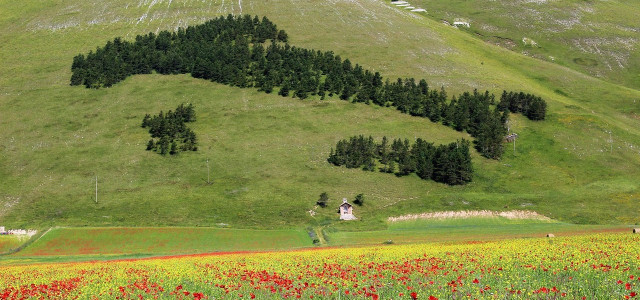 Fioriture di primavera: le 5 fioriture più belle d'Italia