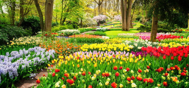 La fioritura dei tulipani in Italia: i campi più belli