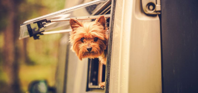 Campeggi in Italia che accettano cani e animali