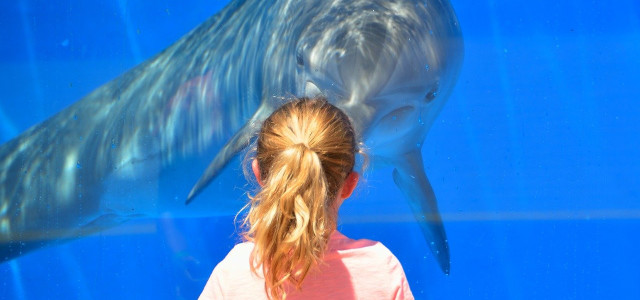 Nuotare con i delfini: il sogno diventa realtà