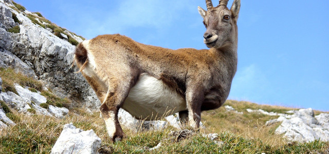 Tour del Gran Paradiso: trekking ed escursioni