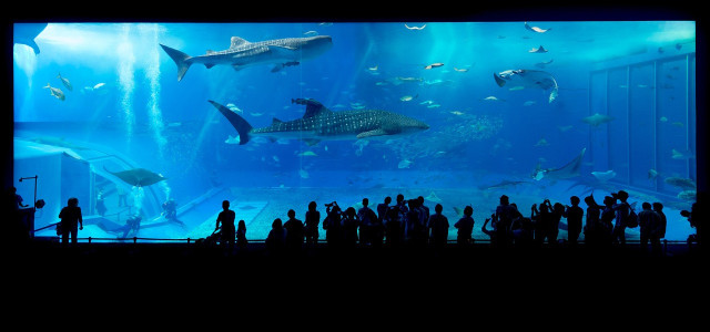 Immersione con gli squali: dove è possibile in Italia