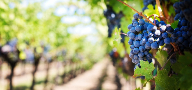 Itinerario tra le Strade del Vino più belle d'Italia