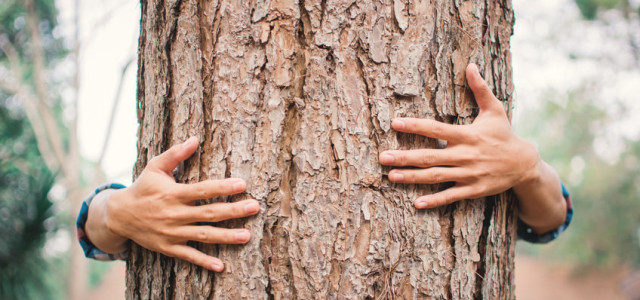 Demetra, la quercia più vecchia del mondo è in Calabria