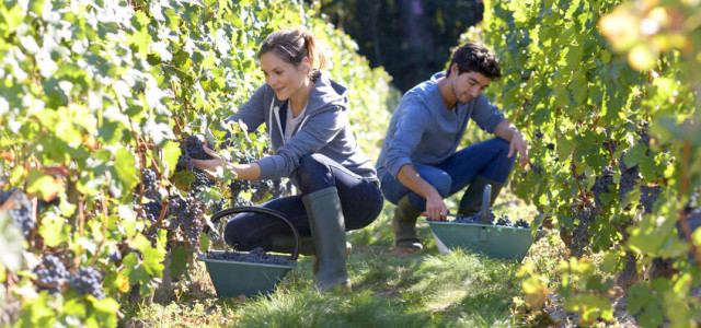 Vendemmia in Italia: come fare per partecipare