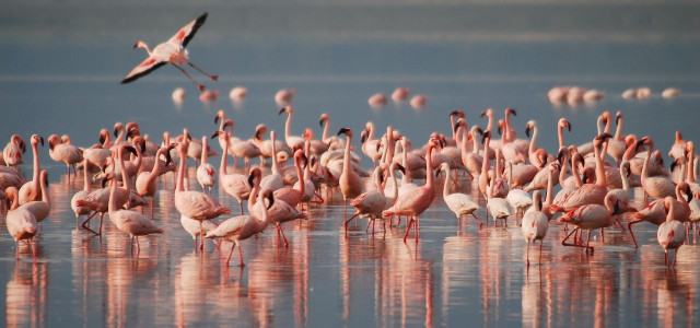 Lago di Burano: passeggiate tra i fenicotteri rosa